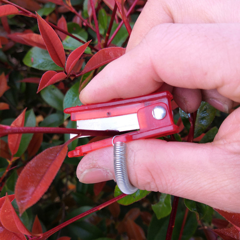 Cuchillo separador de frutas y - Harvest Knife Garden reseña y precio