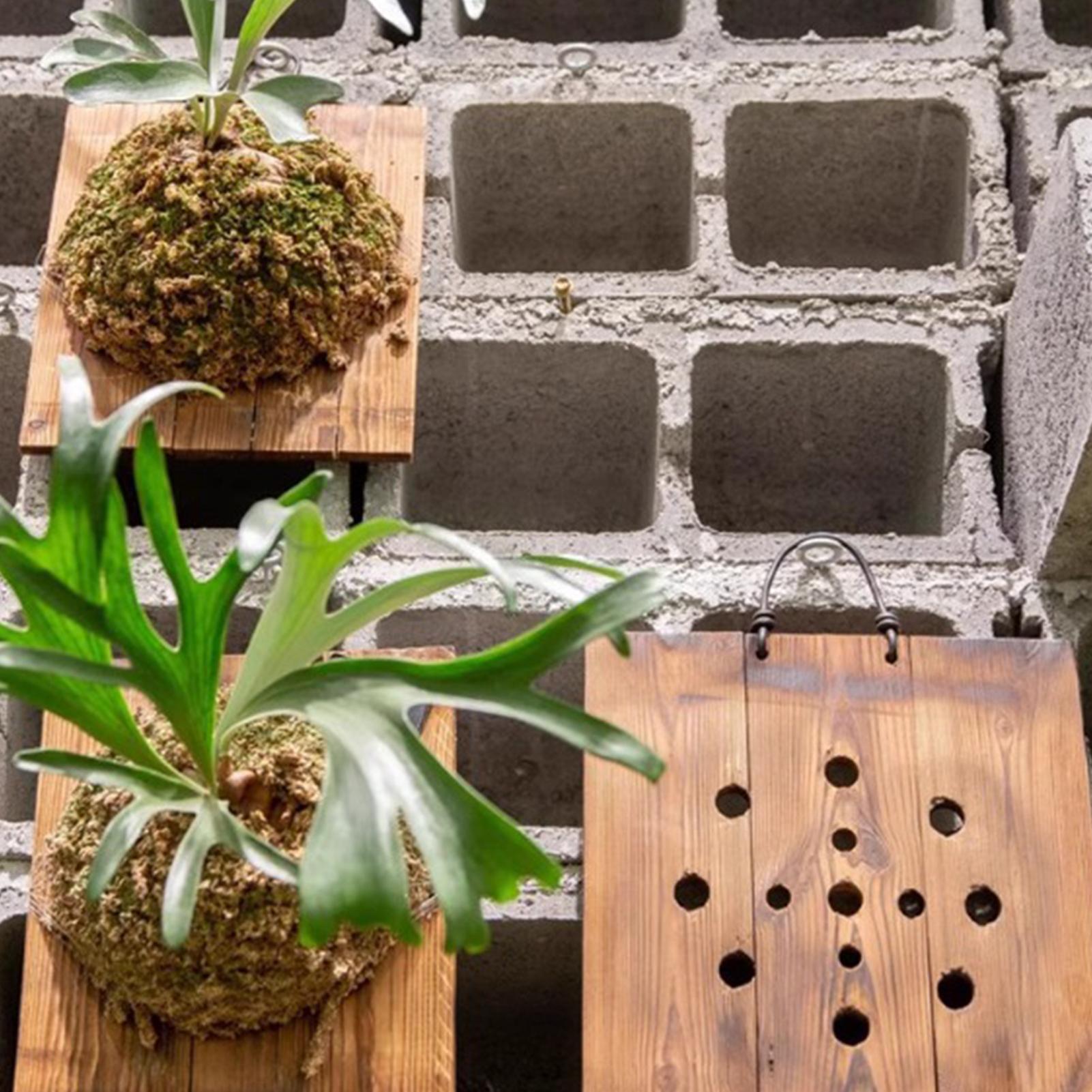 Tablero colgante de helecho St - Vertical Wall Planter reseña y precio